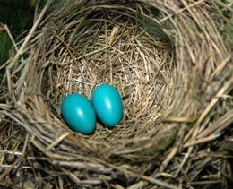eggs